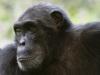 Chimp Close-up